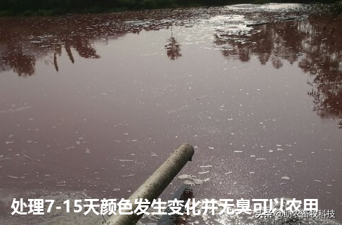 短时间处理掉养殖场大量废水（粪水）技术，不需设施投入