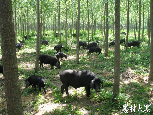 好品山东｜40年保育开发，莱芜黑猪“拱”进全国市场