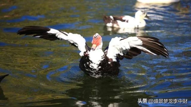 运气到了排山坳（三十一）栖鸭芦雁记上