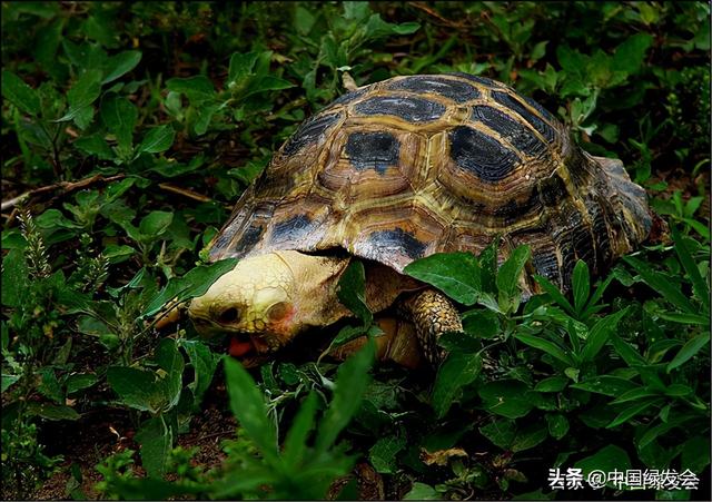 高一雷：人工训养环境下龟类饲养的一点探索