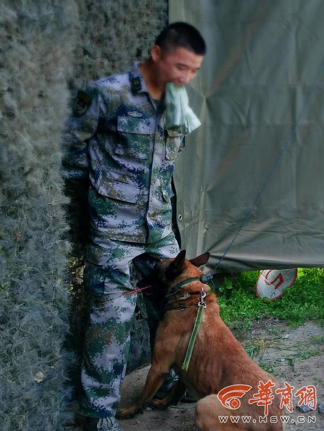 揭秘秦岭腹地的军犬基地：住独院有军籍、伙食有标准、防疫有专人