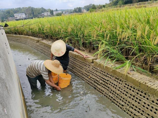 稻米香，鱼儿壮！遵义2.5万亩“稻+鱼”高产示范点喜迎丰收