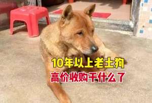 农村大规模土狗养殖(农村有人高价收购10年以上老土狗，有什么用途？哪些人会卖老狗？)