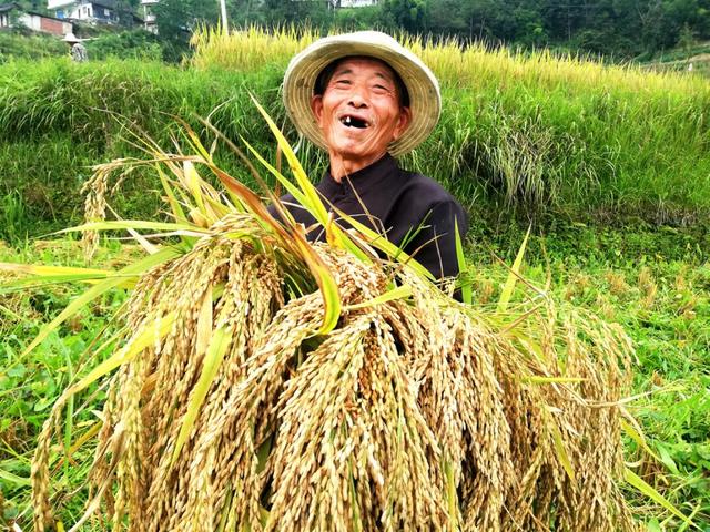 稻花香里说丰年，贵州沿河农兴农场让中界精米香飘山外