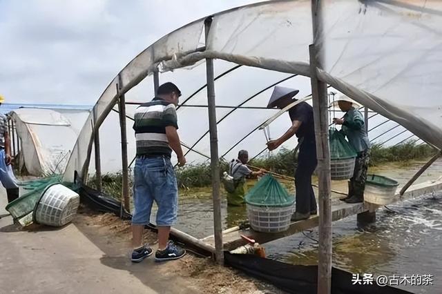 周氏新对虾的生物学特性及养殖技术