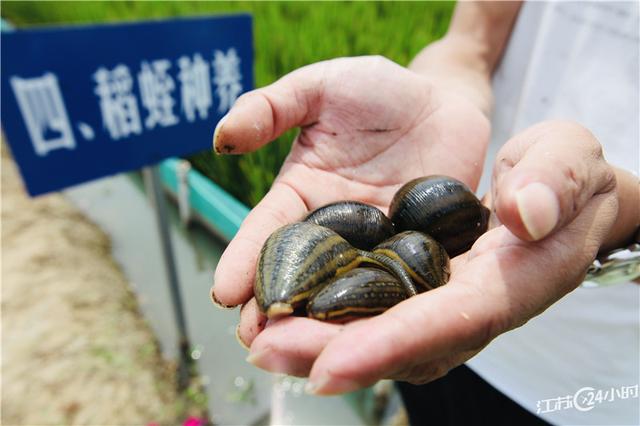 江苏24小时·滚动推送｜苏州市吴江区：水蛭养殖带动百姓致富