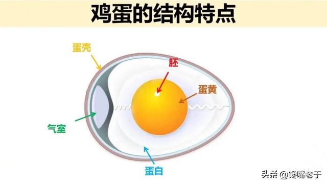 买鸡蛋时：“土鸡蛋”和“饲料蛋”有啥不同？建议弄懂再买也不迟