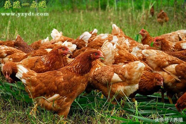 生态放养鸡管理主抓七个方面，绿色养殖提升产品附加值明显