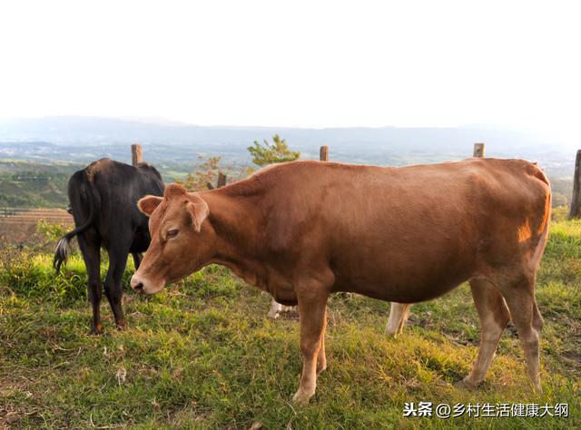 农村养殖牛，做好两个方面，注意这五点，养殖不是您想的那么难