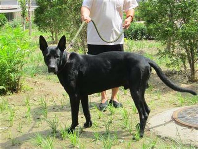 黑狼犬世家之灵魂犬种，黑狼犬喂养及训练方法