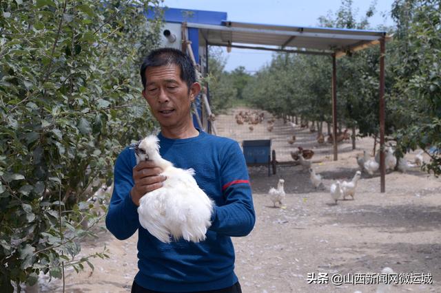 苹果树下养乌鸡，提高品质又增效，万荣田园聚养殖合作社走出循环经济新路子