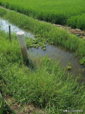 小龙虾无土养殖(夏季高温虾田水质有机物过多污染严重，你可以选择水葫芦来吸污)