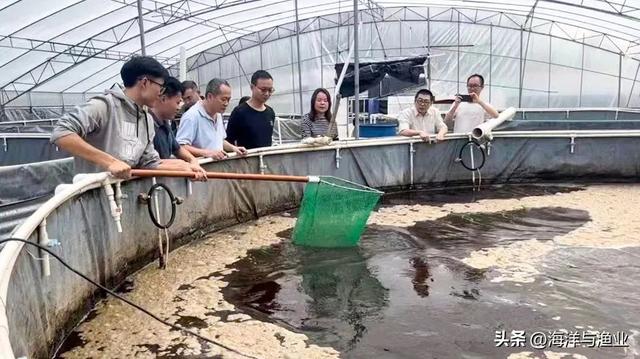 南海所“高密度对虾+海水罗非鱼异位串联的生物絮团零换水养殖技术”助力茂名鱼虾产业升级