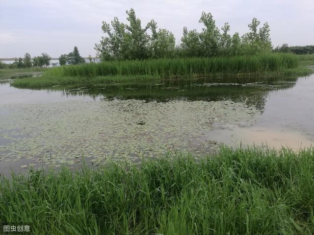 池塘养殖的鱼达不到产量，浮游植物的培养是关键