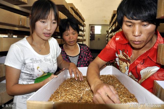 黄粉虫工厂化和家庭化两种培育方式，适合做多种养殖饲料来源