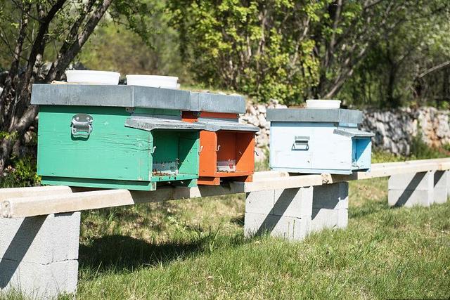 蜜蜂养殖技术｜购买蜂群的方法