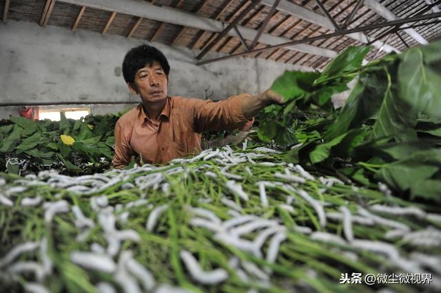 大蚕期管理不当，可使蚕茧产量下降50%以上，8个饲养要领需要掌握