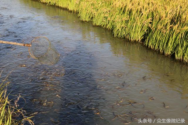 信阳淮滨——流转大户张明勤水稻泥鳅共养，喜获大丰收