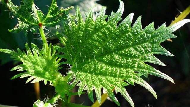 中药材蝎子草