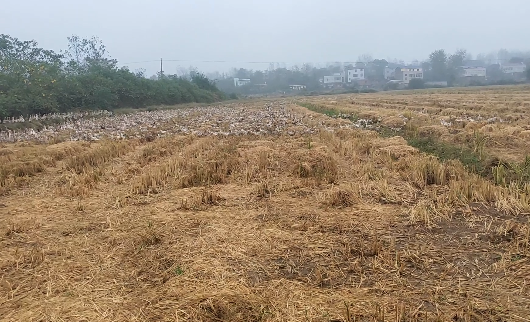 养殖如何以小博大，鸭子场地搭建及养殖经验分享，干货