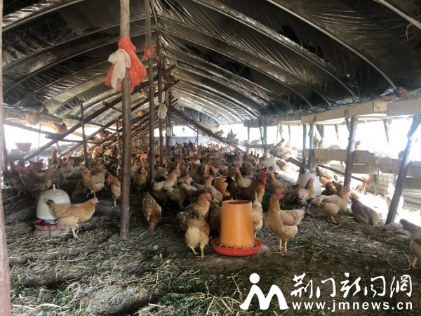 鸡蛋、土鸡大量滞销，京山养殖户急盼销路