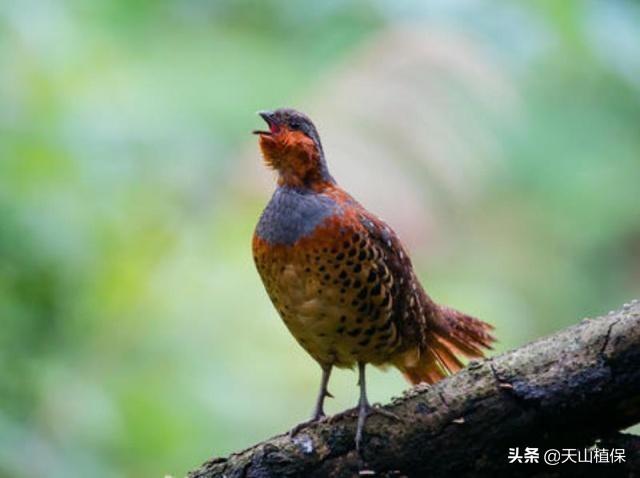 竹鸡，农村的野味，曾经被大量捕捉，如今数量稀少成了保护动物