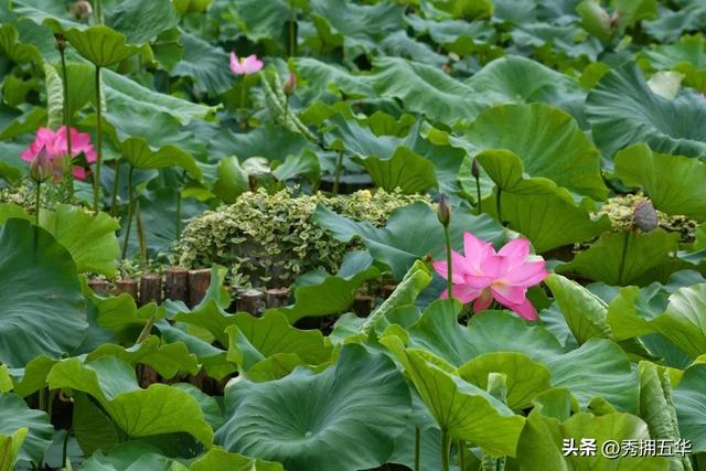 翠湖：十亩荷花鱼世界 夏日赏荷正当时