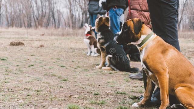 10种广州禁养犬种，在中国竟然不能养中华田园犬？