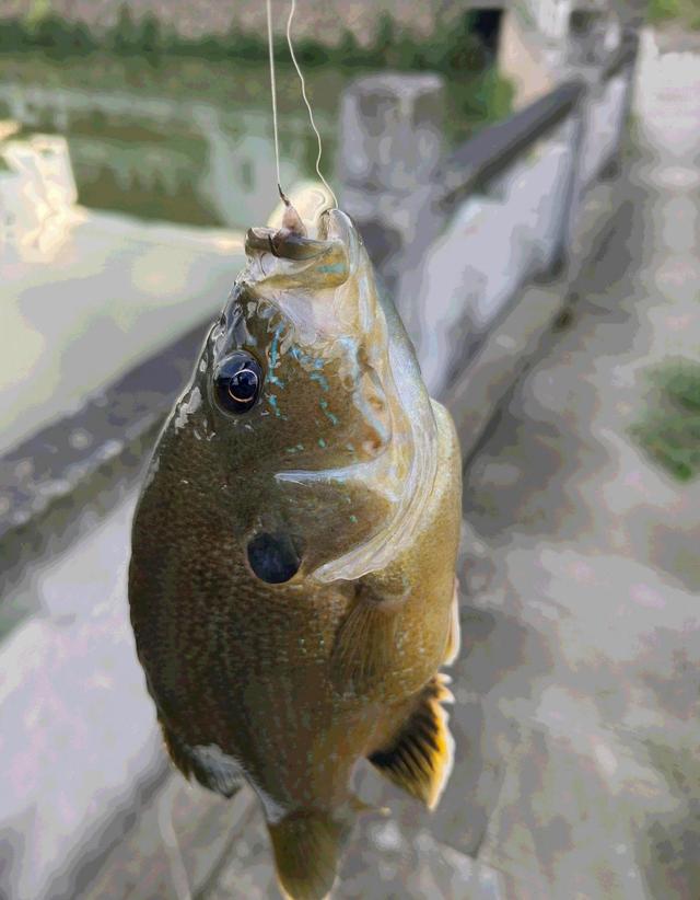 什么都吃！浙江台州，太阳鱼继续蔓延，鱼肚里常能剖出其他鱼类