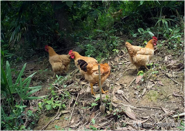 中裕百丰贵阳花溪农场巧用山水林木资源，打造土鸡避暑胜地