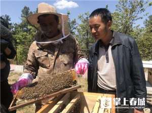 昆明昆明蜜蜂养殖场(品“春宴”尝“网红面包”创业导师让西山猫猫箐大变身)