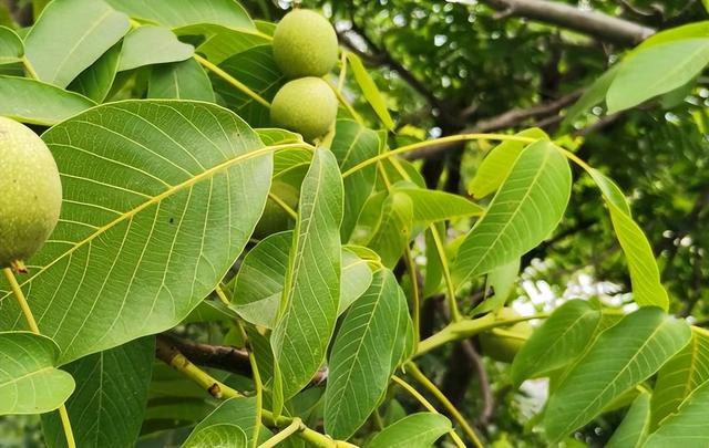 核桃健脑益智，掌握5个种植小技巧，让你的经济效益和养生双丰收