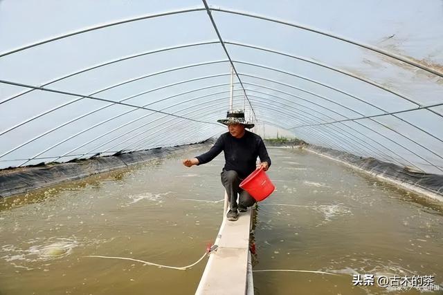 周氏新对虾的生物学特性及养殖技术