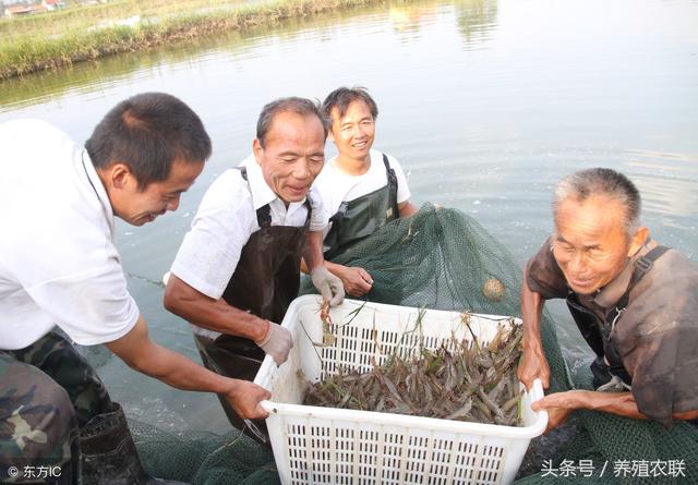 南美白对虾养殖技术七要点，精心管理、多开增氧机，创富好项目