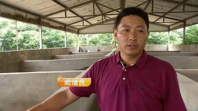 卖煤球的搞养殖，5000元包100亩山林，靠养这个品种的猪和鸡赚500万