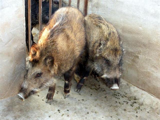 特种野猪怎么养?特种野猪养殖技术