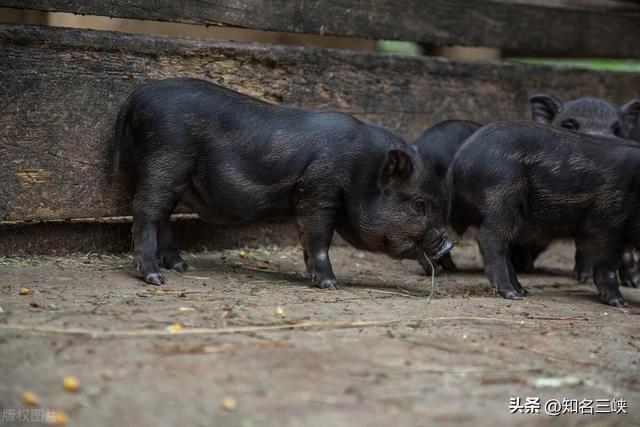 “土猪肉”为啥好吃？知道四个不同的饲养方式就知道了