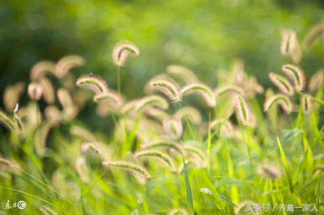 养鸡秘诀：养鸡用狗尾巴草，财源滚滚来