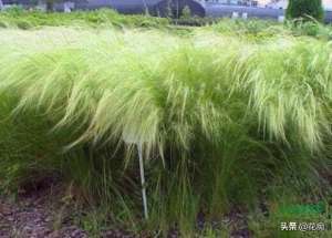 假山草养殖(园艺新宠，针茅马尾草，耐热耐寒耐贫瘠，盆栽地栽都合适)