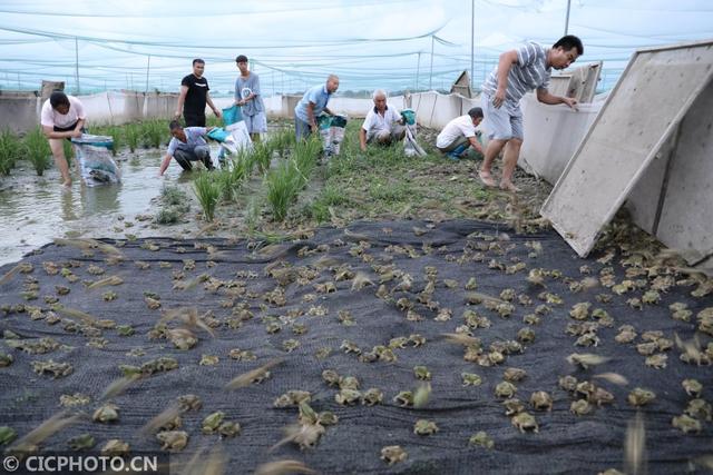 湖南永州：稻蛙共生 助农增收