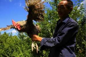 山东土鸡苗养殖哪家好(山东的土鸡成下蛋专业户，一年产蛋230枚，肉嫩味美好食材)