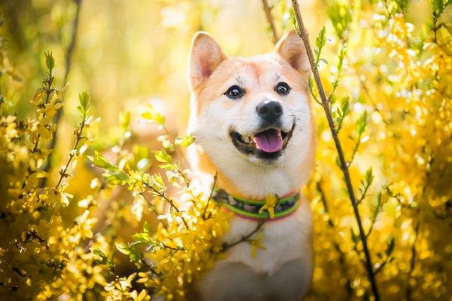 了解完柴犬的优缺点，你还有饲养的冲动吗？