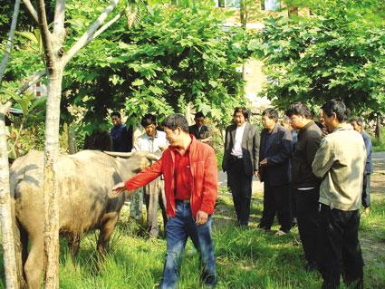 为何有人说别去山东买牛犊？养牛户：去了不买就不给走