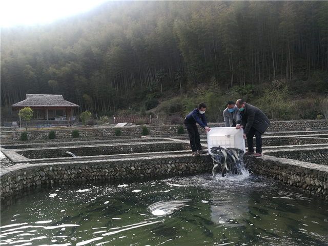 投苗下水！泉水鱼养殖全面复产