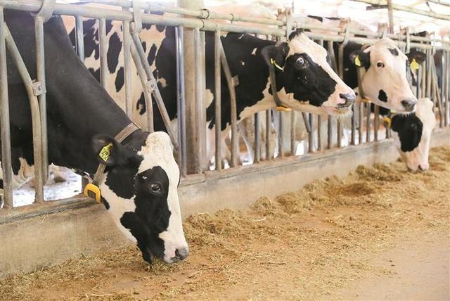 在深圳养牛是种怎样的体验？记者探访深圳最后一座奶牛场