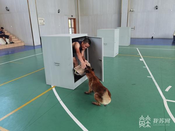 探访南京消防搜救犬训练基地 原来神勇搜救犬是这样炼成的