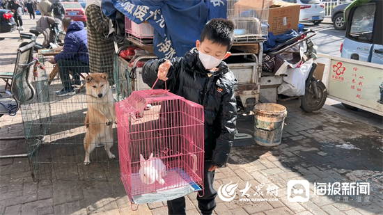 新春走基层丨兔年“顶流”实至名归！济宁花鸟鱼虫市场萌兔走俏