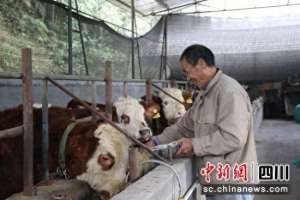 生态肉牛养殖(泸州纳溪：发展生态牛养殖产业 壮大村集体经济)