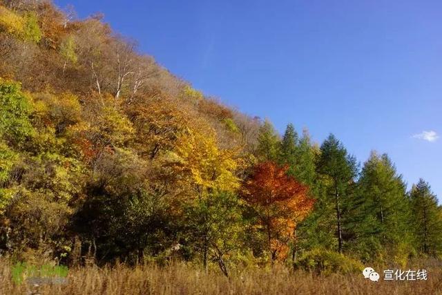 张家口赤城黑龙山森林公园花草丰盛蝶飞蜂舞