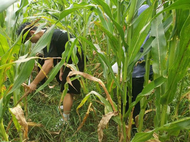 与草共舞：作物与杂草形成半自然群落有利于病虫草害防治